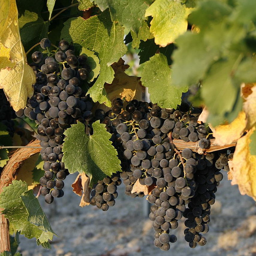 Vine's grape